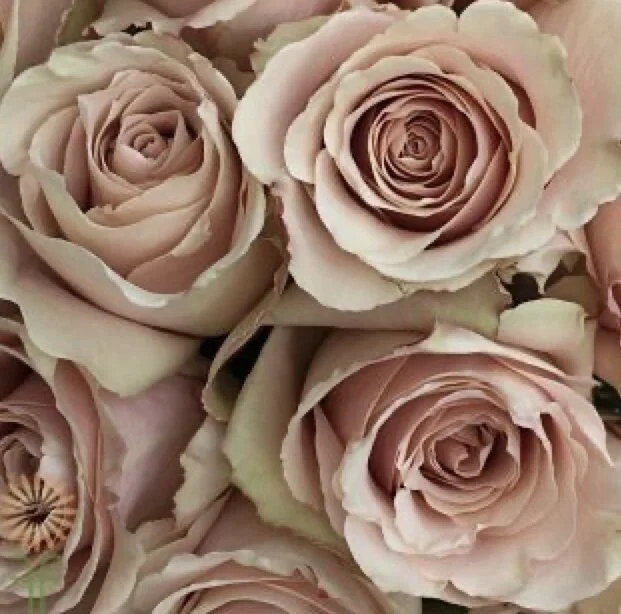  Quicksand roses  